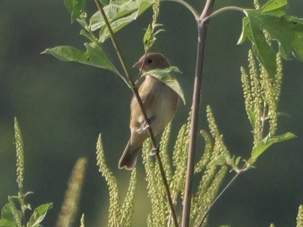 Indigo Bunting - ML642083345