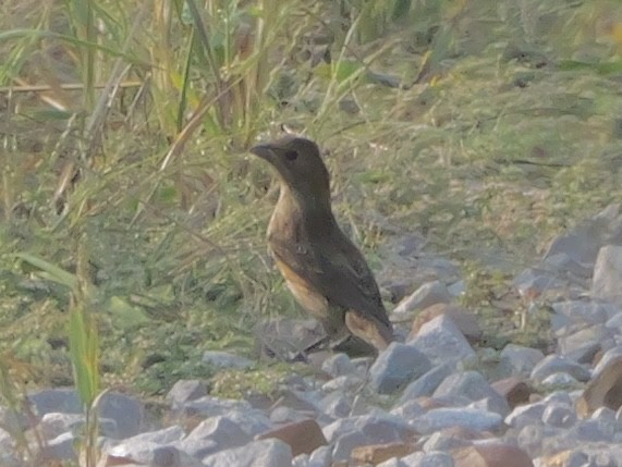 Indigo Bunting - ML642083347