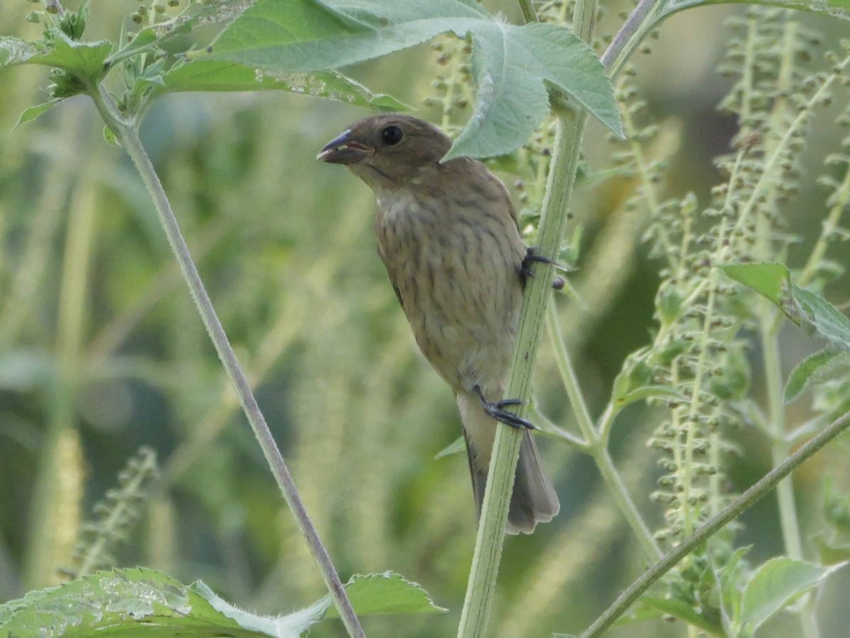 Indigo Bunting - ML642083348