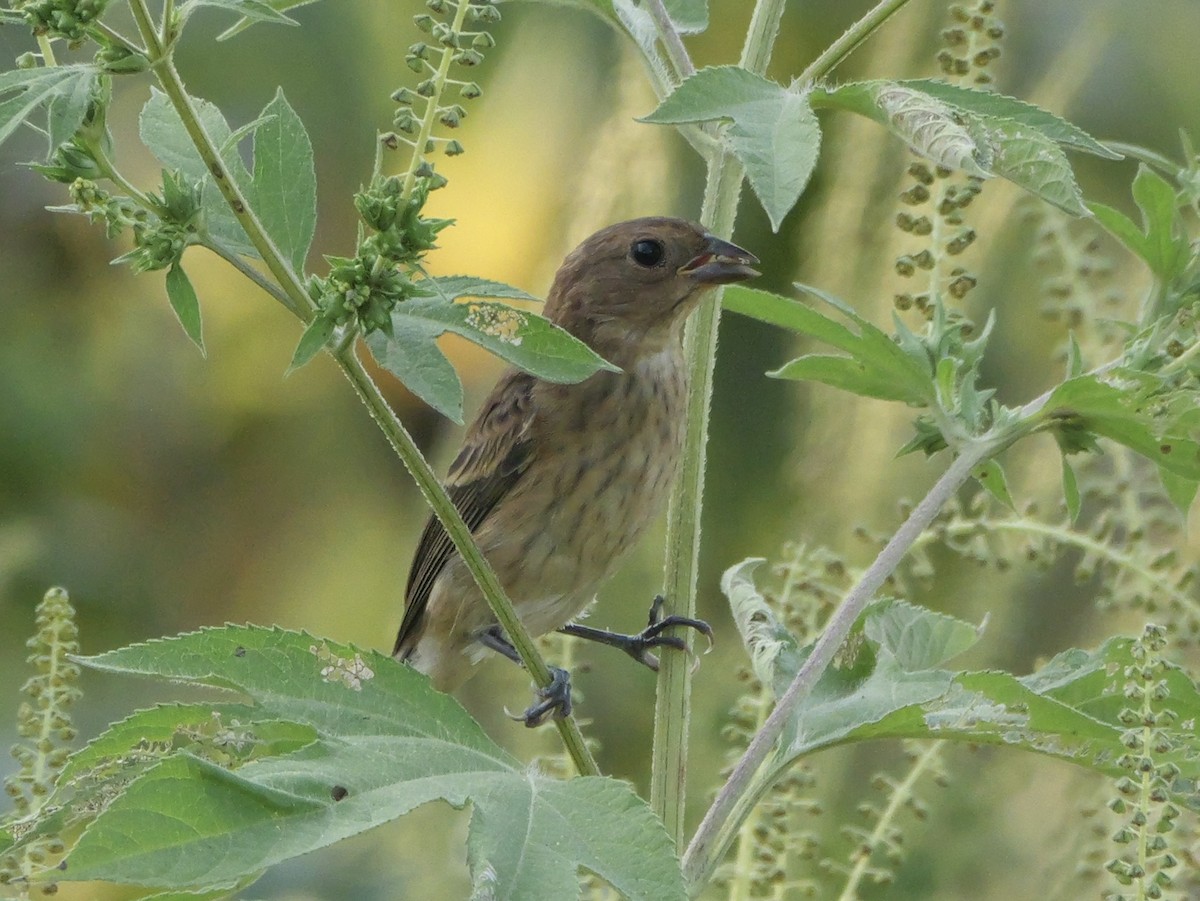 Indigo Bunting - ML642083349