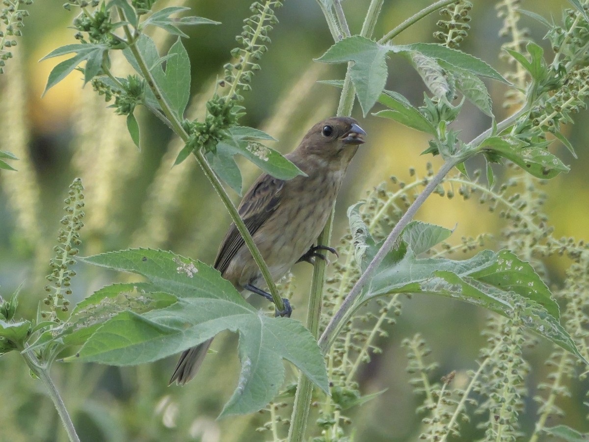 Indigo Bunting - ML642083351