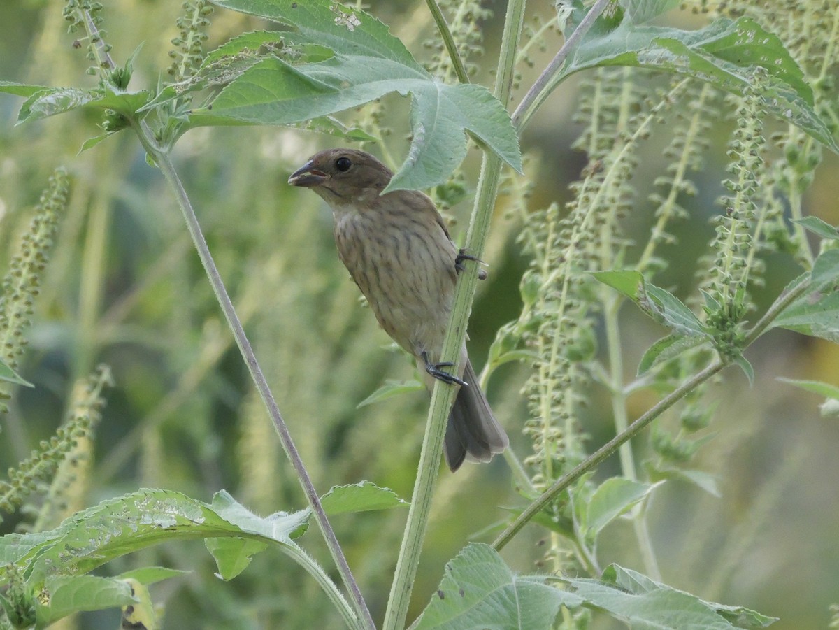 Indigo Bunting - ML642083352