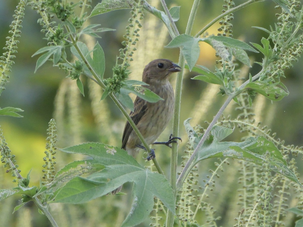 Indigo Bunting - ML642083353