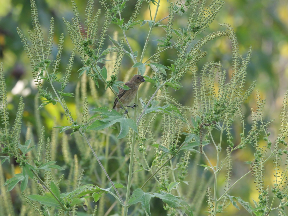 Indigo Bunting - ML642083355