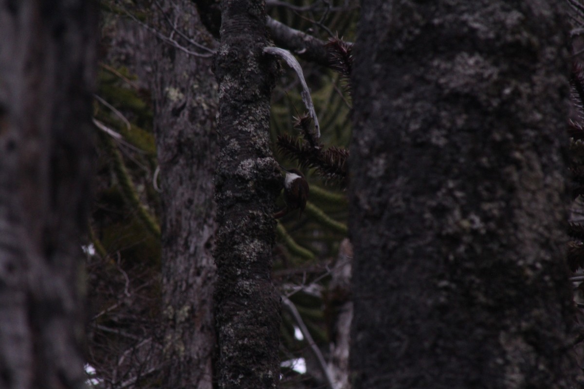 White-throated Treerunner - ML642083356