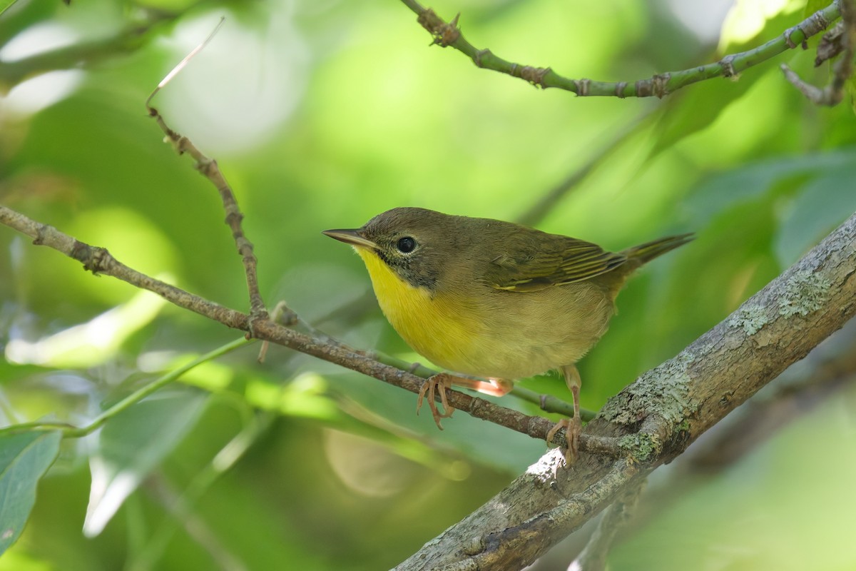 צהוב-גרון - ML642083357