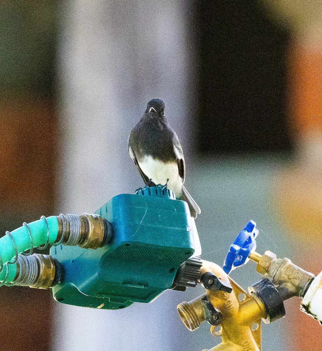 Black Phoebe - ML642083360
