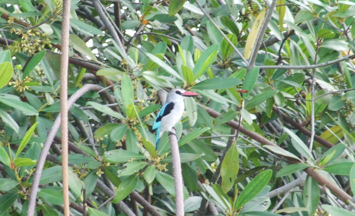 Woodland Kingfisher - ML642083367