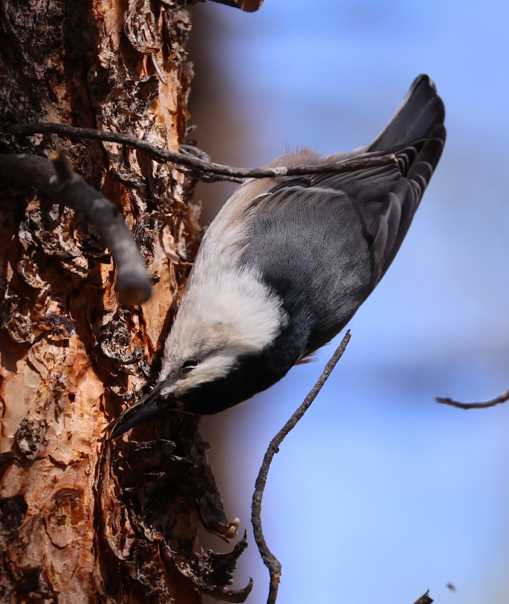 White-breasted Nuthatch (Interior West) - ML642083374