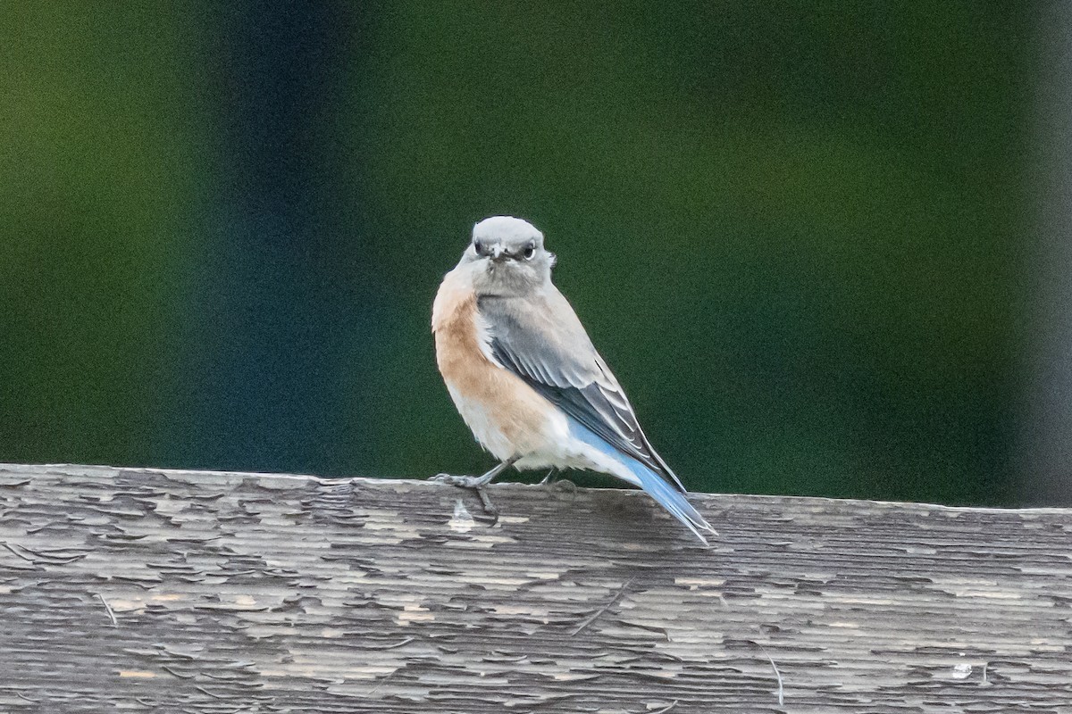 Western Bluebird - ML642083376