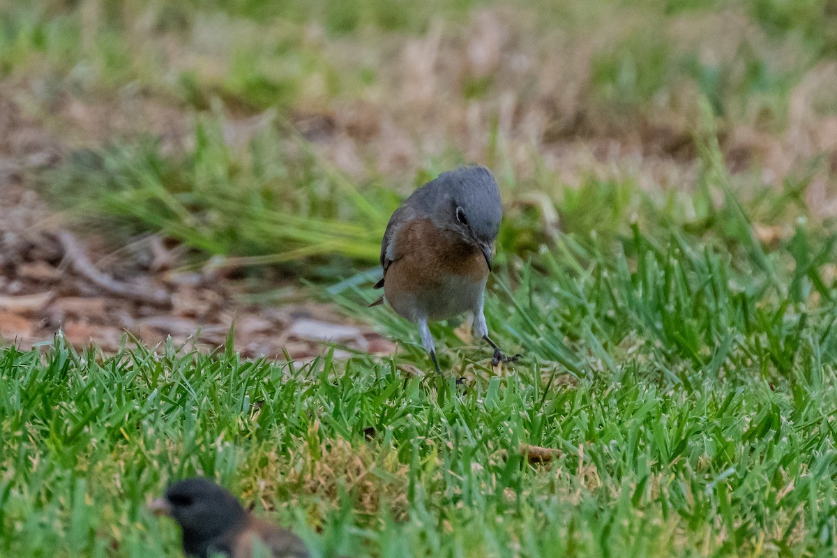 Western Bluebird - ML642083377