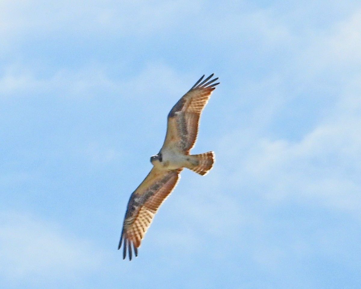 Osprey - ML642083380