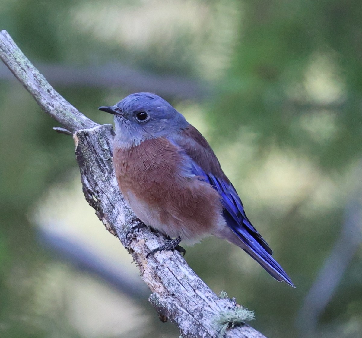 Western Bluebird - ML642083383