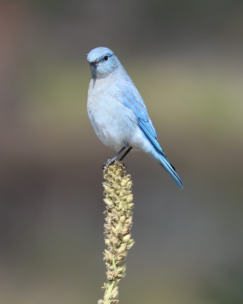 Mountain Bluebird - ML642083389