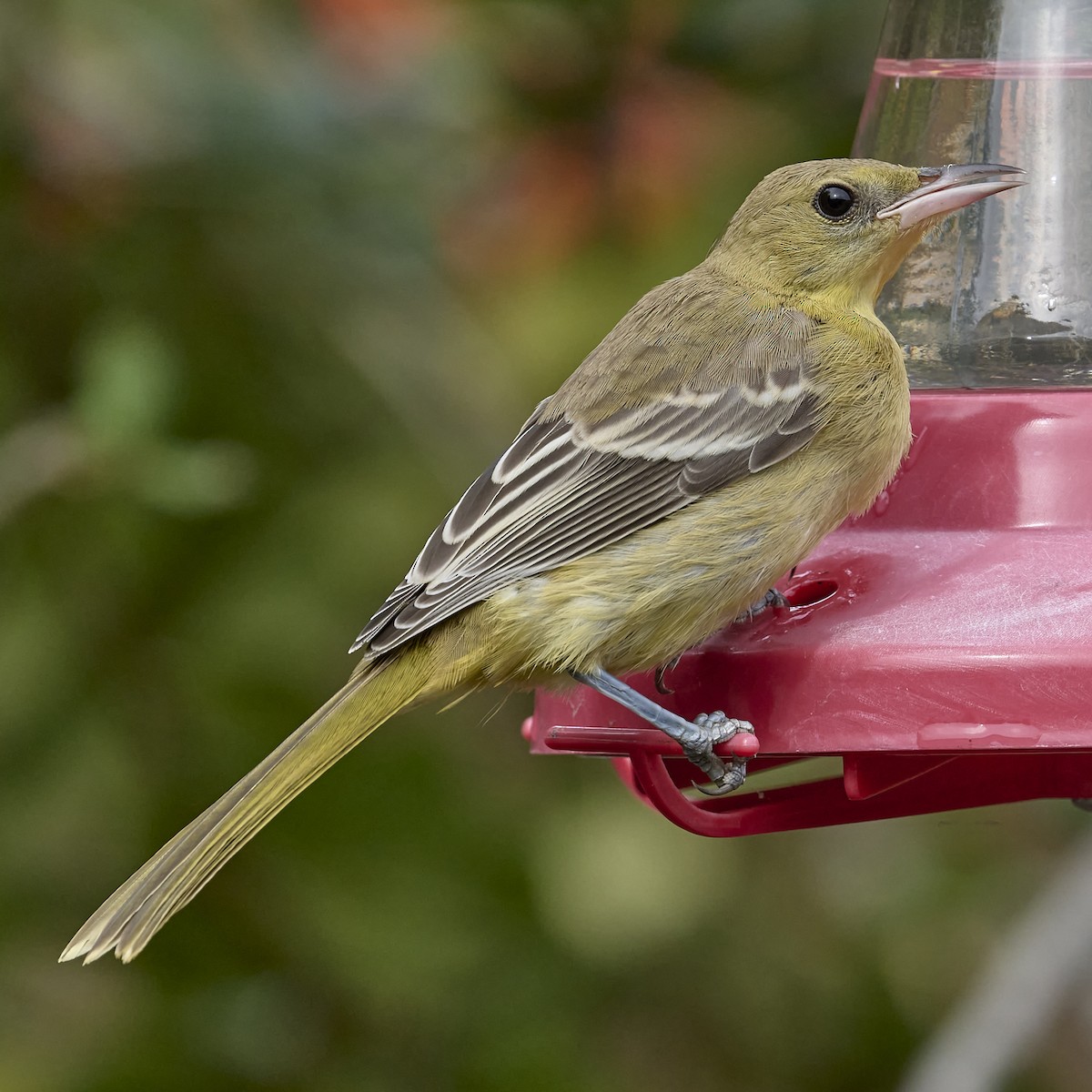 Hooded Oriole - ML642083401