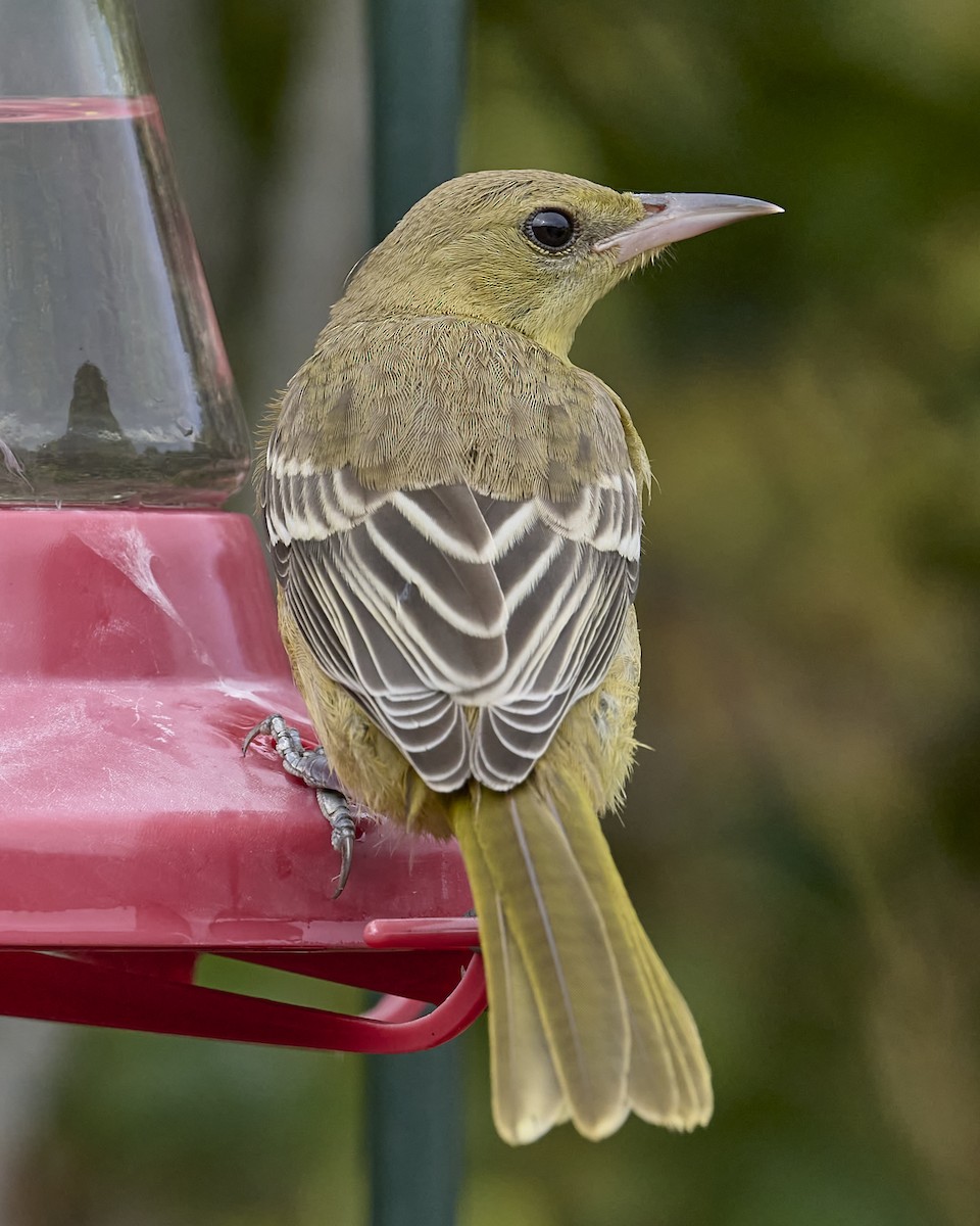 Hooded Oriole - ML642083402