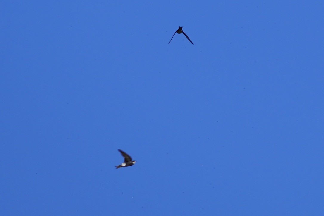 Western House-Martin - ML642083403