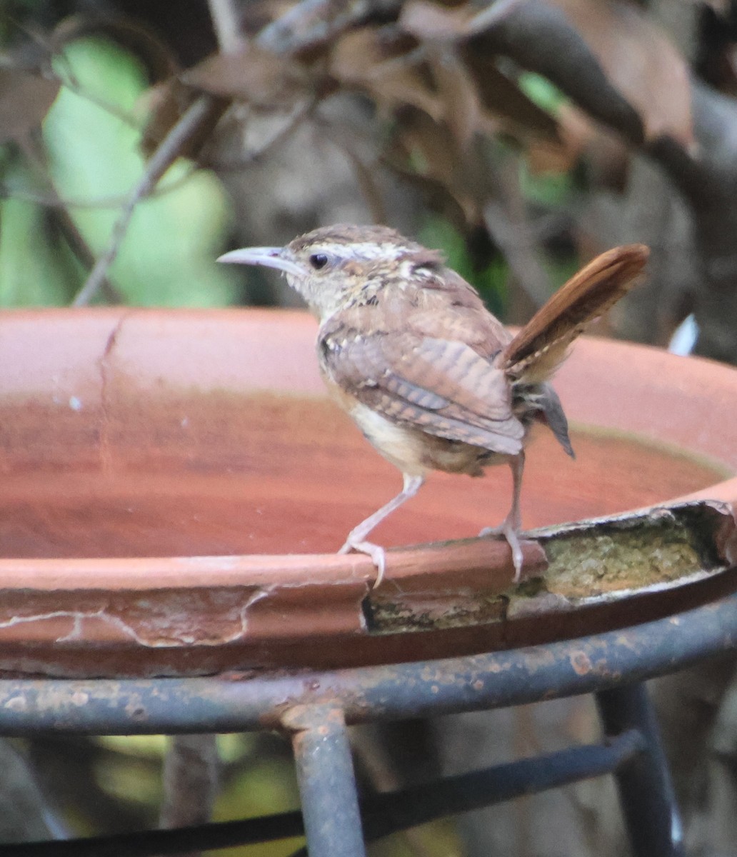 Carolina Wren - ML642083404