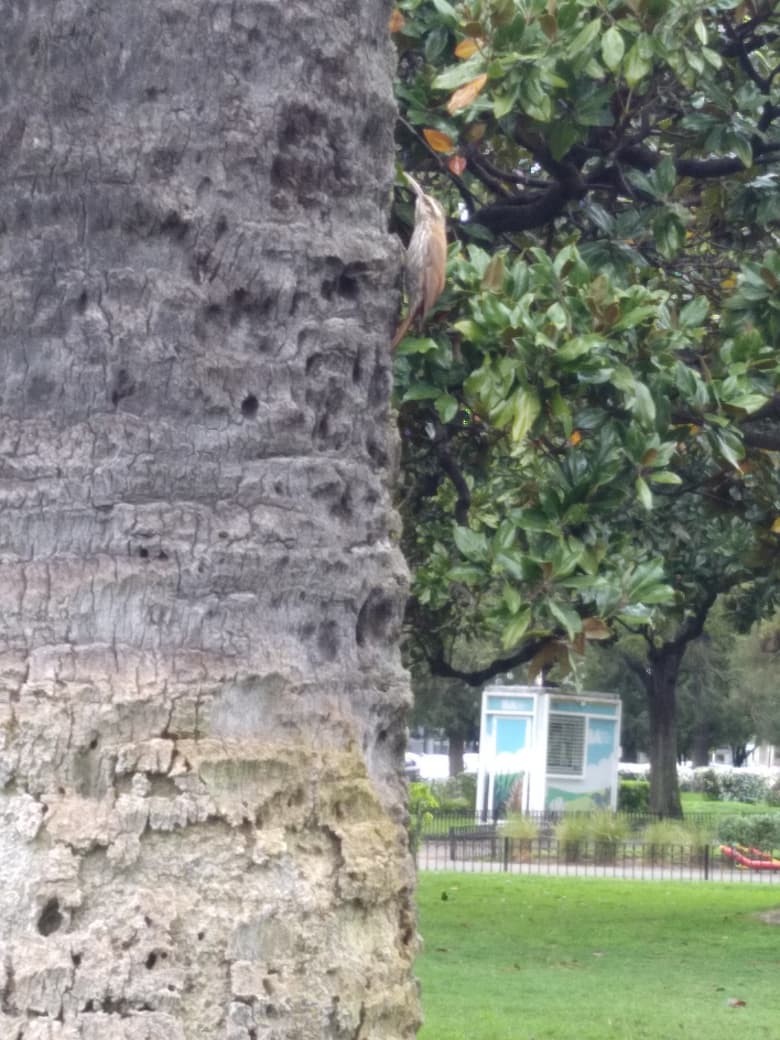 Narrow-billed Woodcreeper - ML642083416