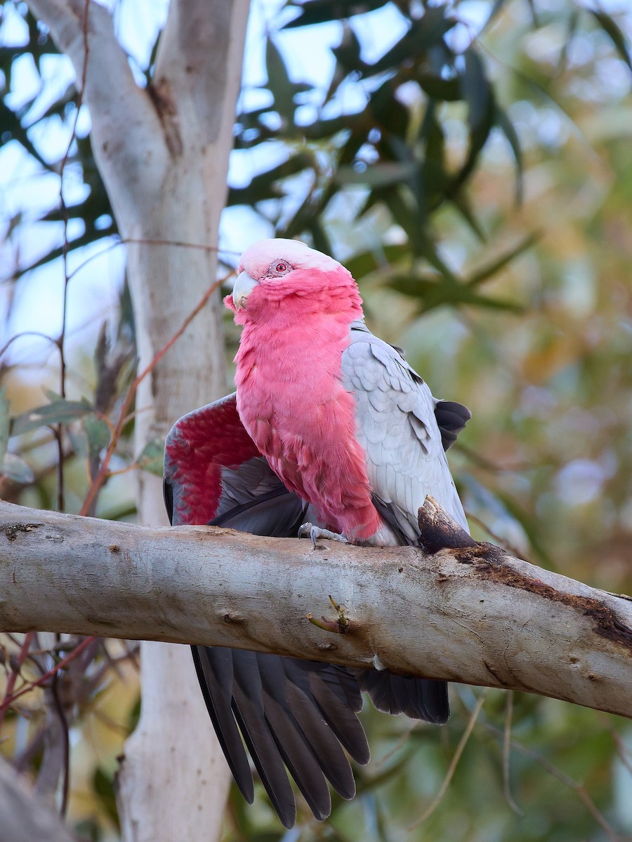 Galah - ML642083417