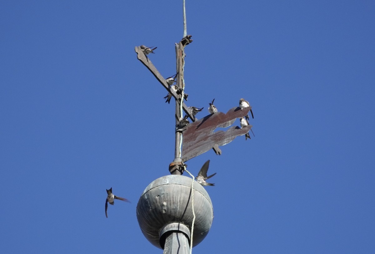 Western House-Martin - ML642083423