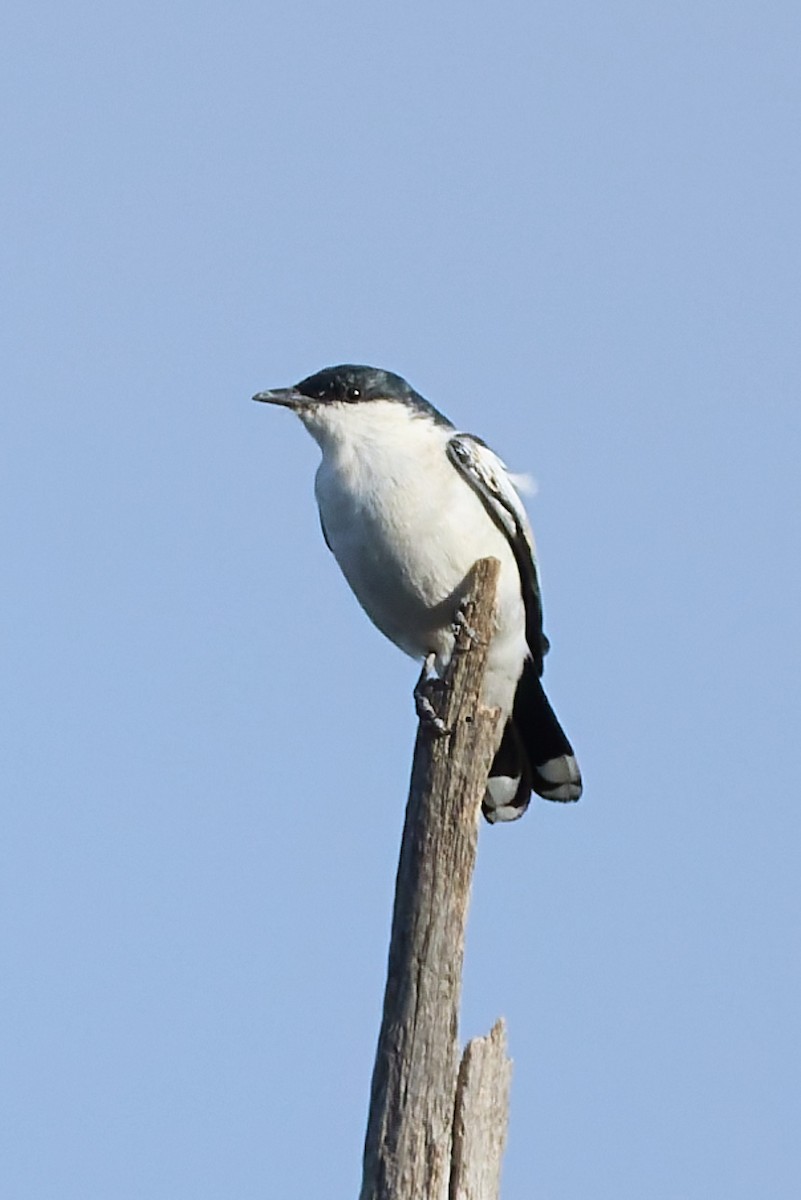 White-winged Triller - ML642083439