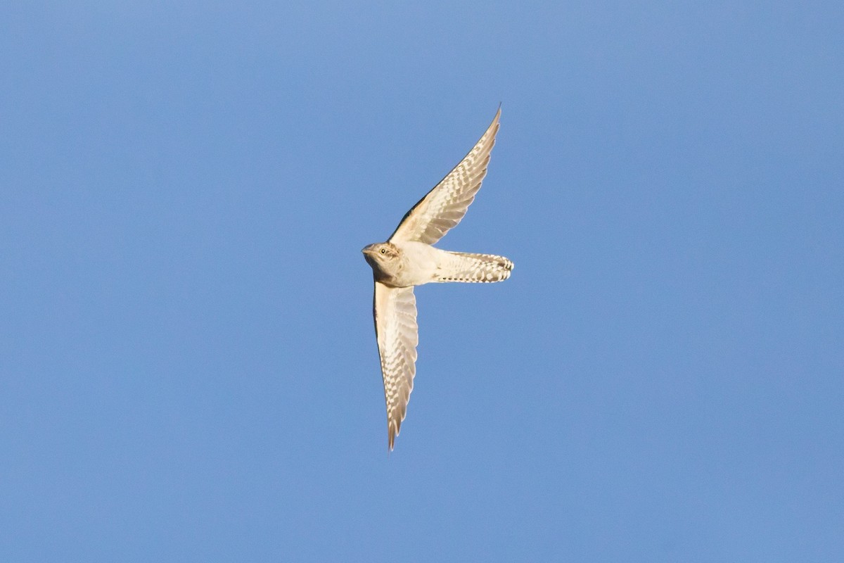 Pallid Cuckoo - ML642083450