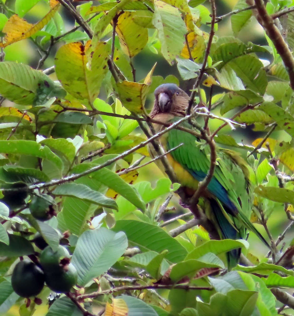 Conure cuivrée - ML642083462