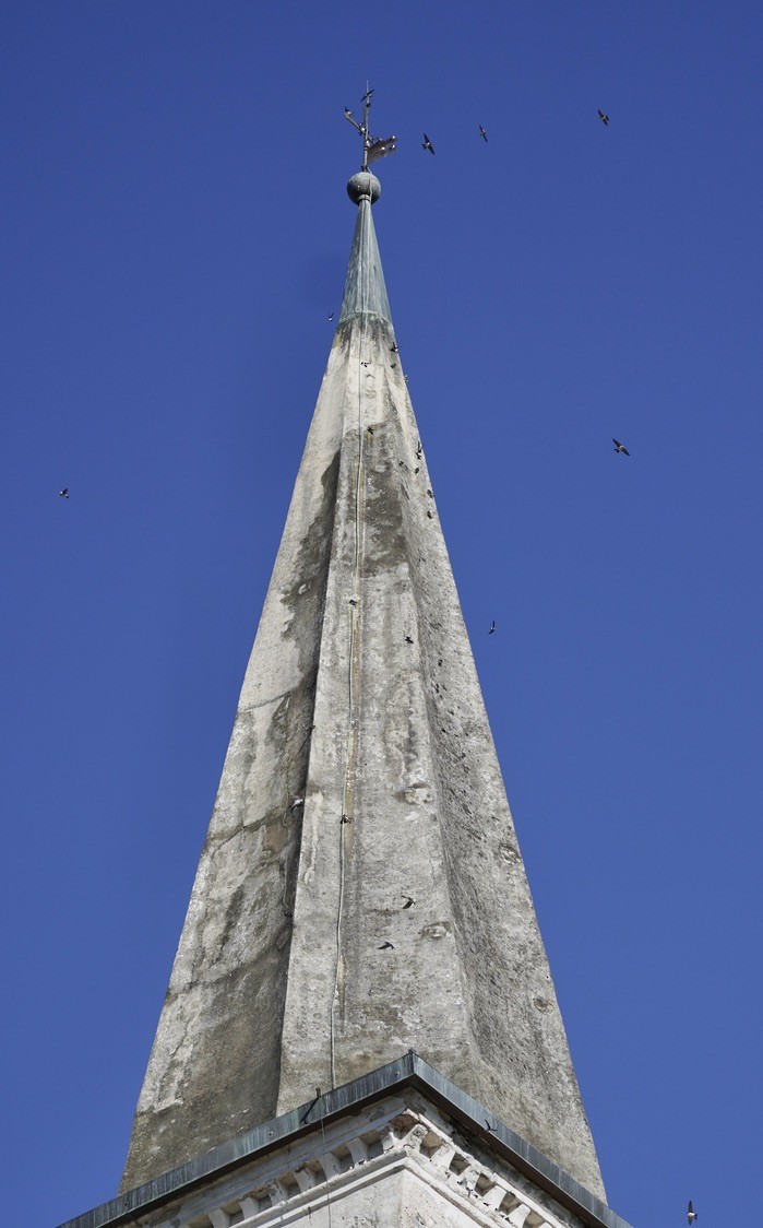 Western House-Martin - ML642083464