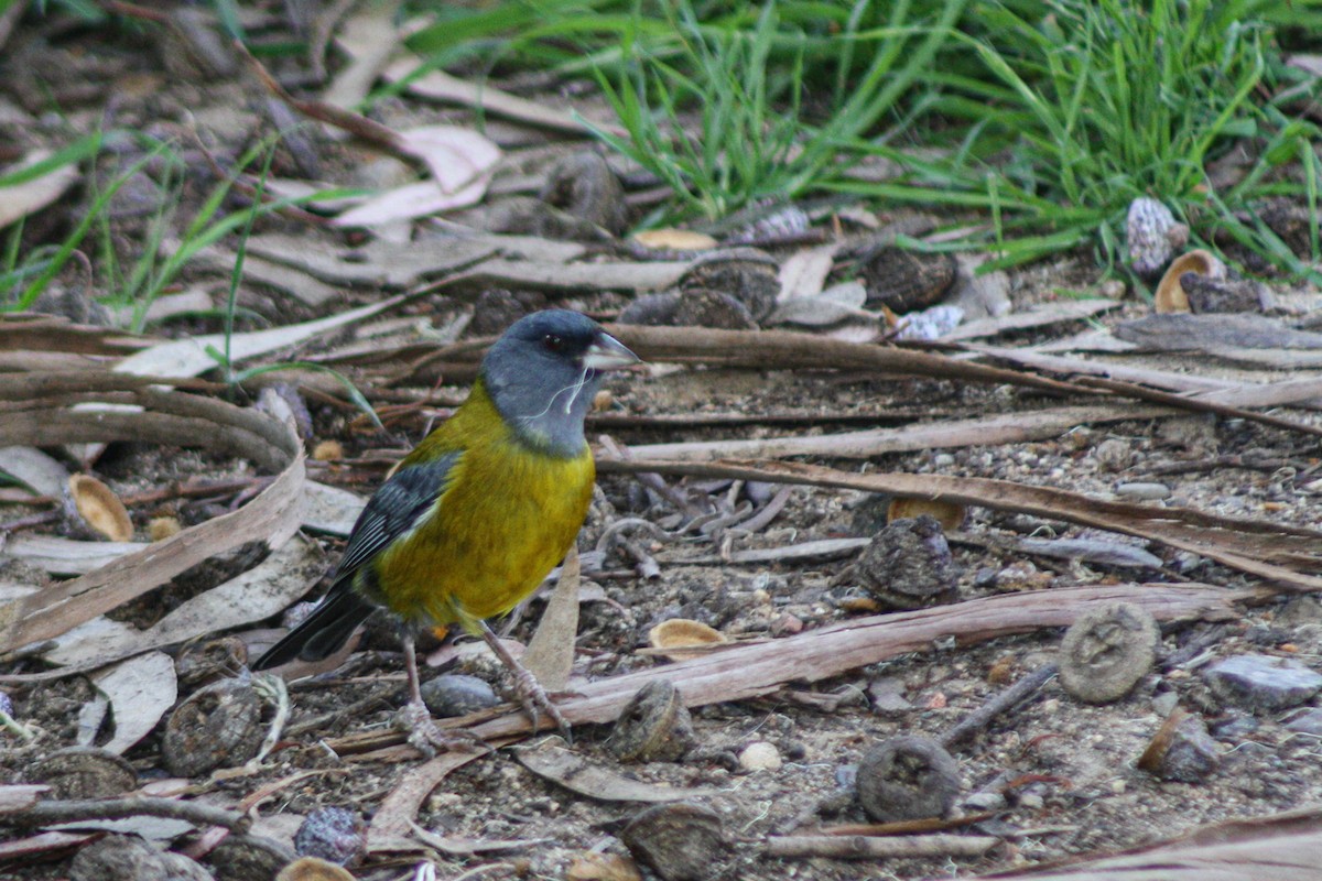 Gray-hooded Sierra Finch - ML642083467