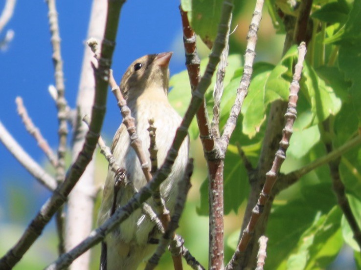 Western Tanager - ML642083485
