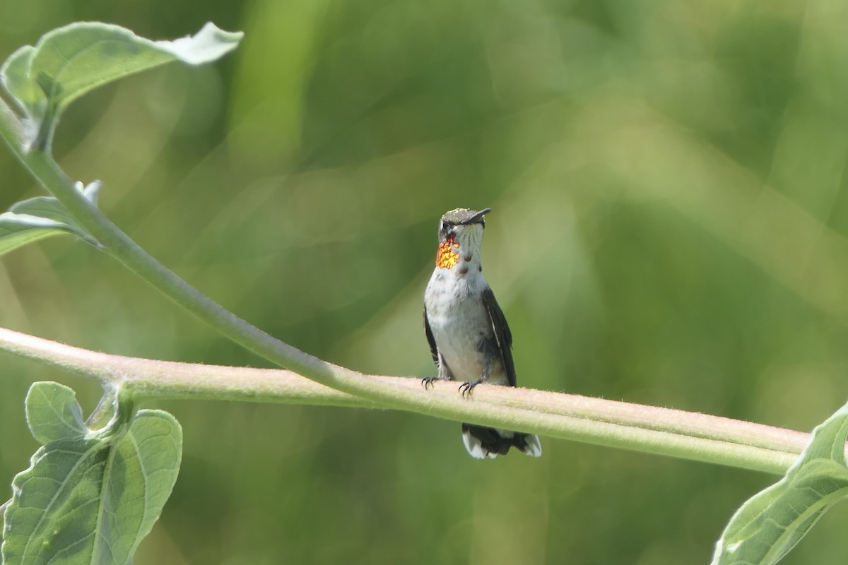 Ruby-throated Hummingbird - ML642083502