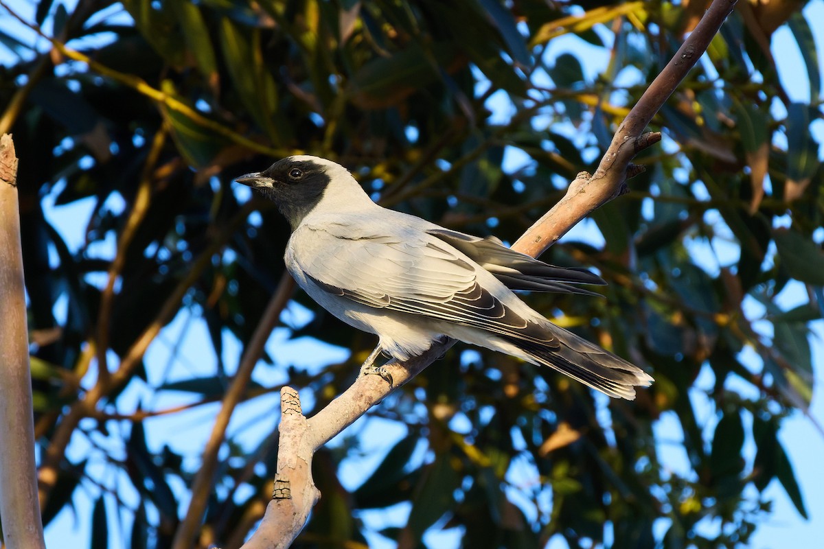 Black-faced Cuckooshrike - ML642083506