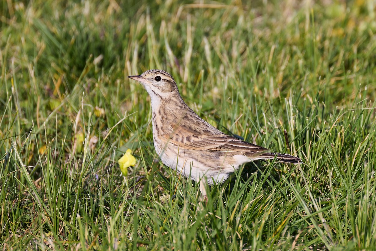 Australian Pipit - ML642083510