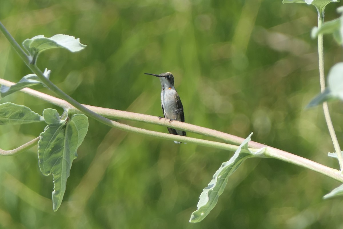 Ruby-throated Hummingbird - ML642083512