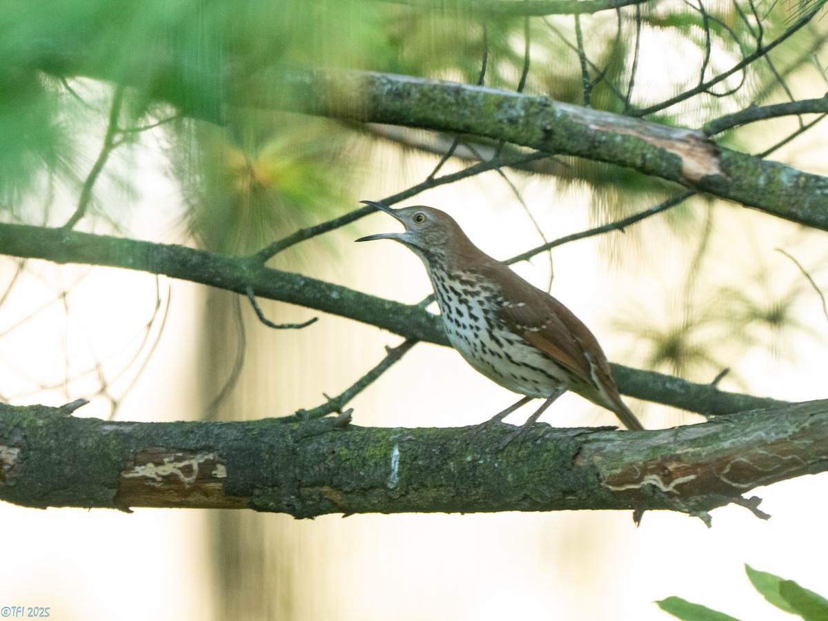 Brown Thrasher - ML642083520