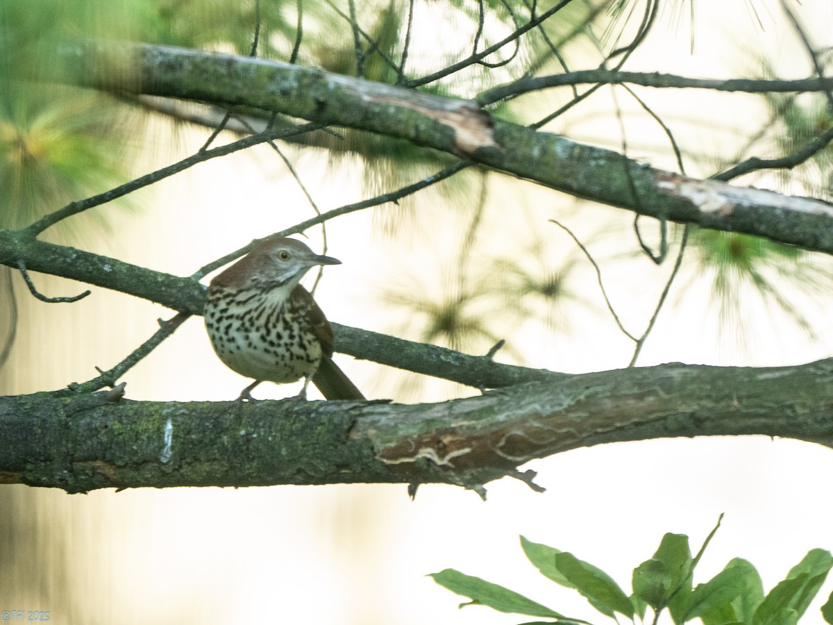 Brown Thrasher - ML642083521
