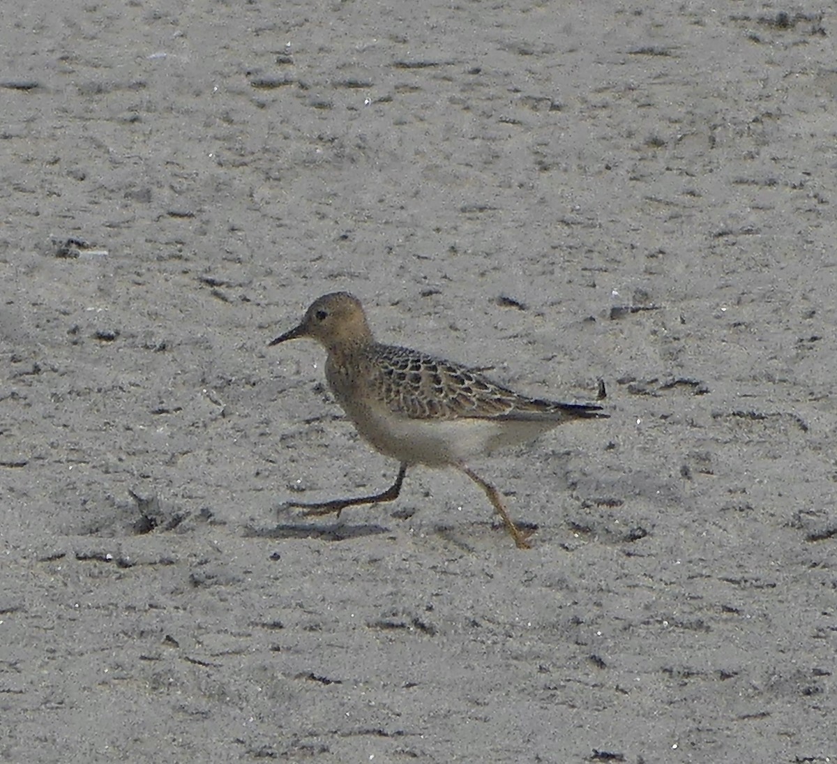 Buff-breasted Sandpiper - ML642083531