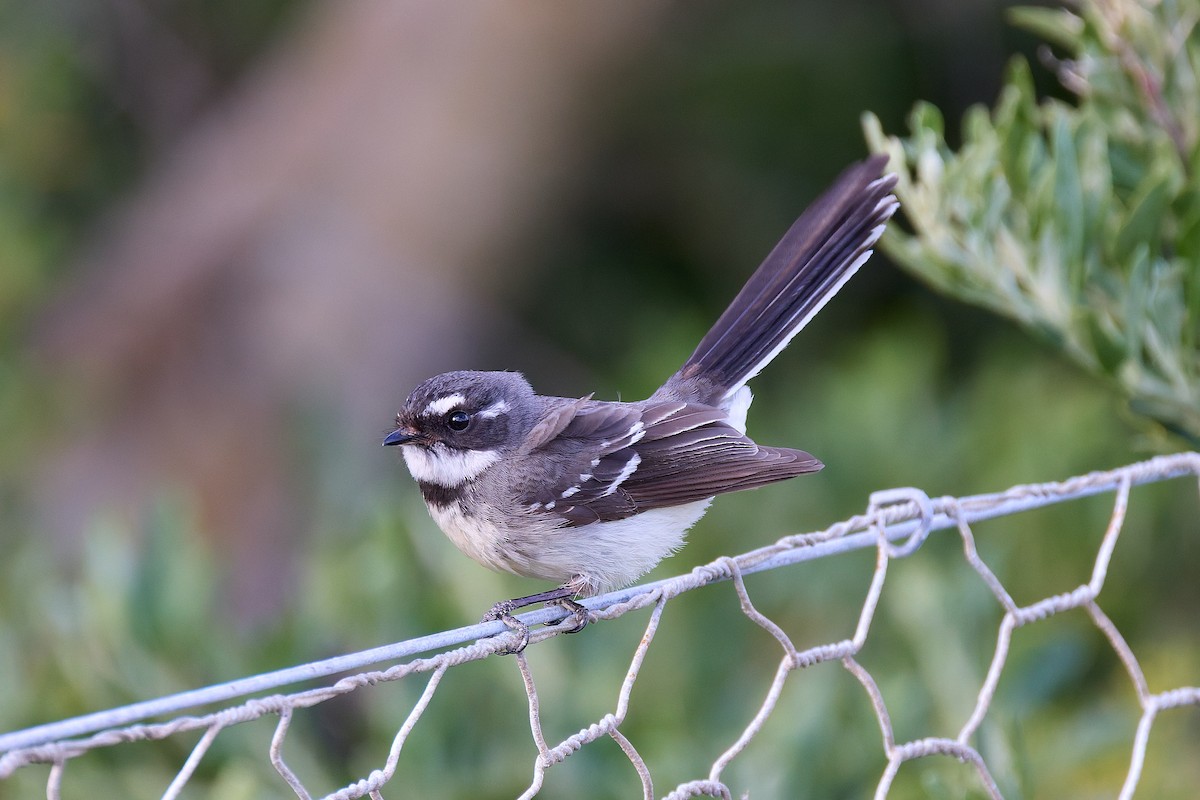Gray Fantail - ML642083535