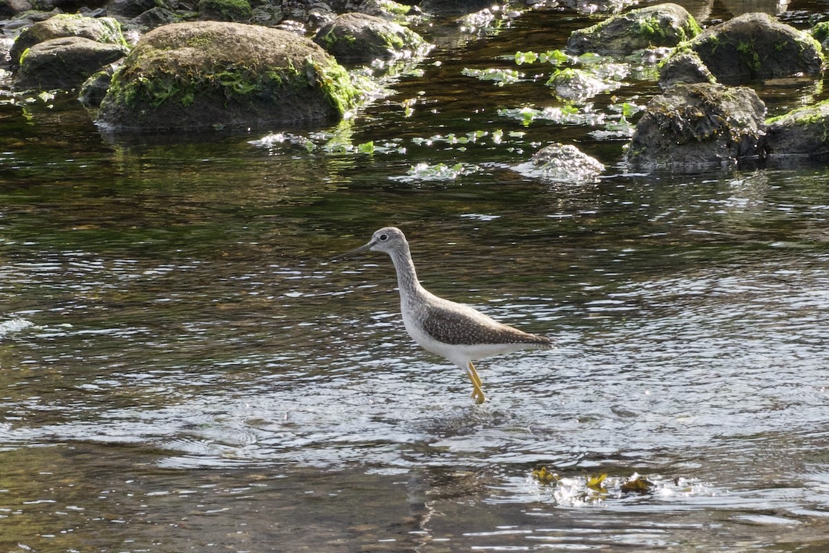 Greater Yellowlegs - ML642083544