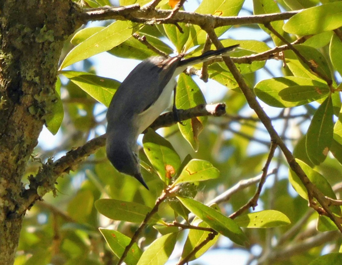 Blue-gray Gnatcatcher - ML642083545