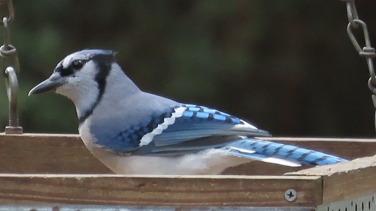 Geai bleu - ML642083546