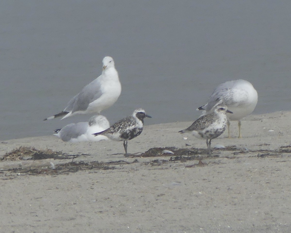 Black-bellied Plover - ML642083555