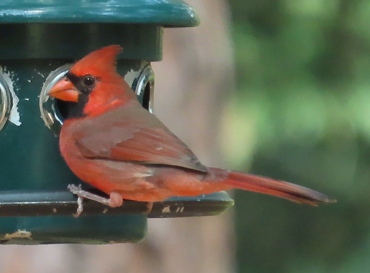 Northern Cardinal - ML642083566