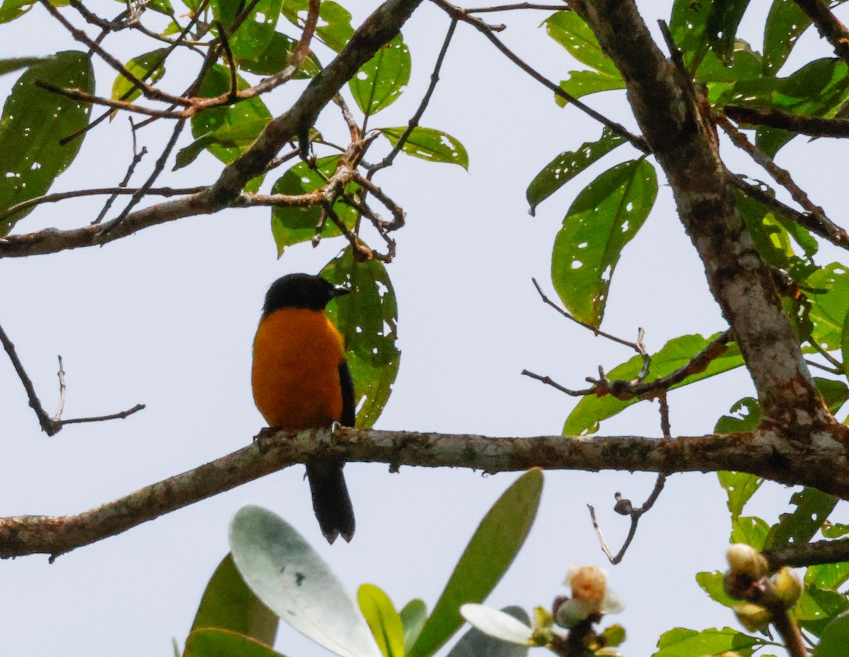 Black-chinned Mountain Tanager - ML642083569