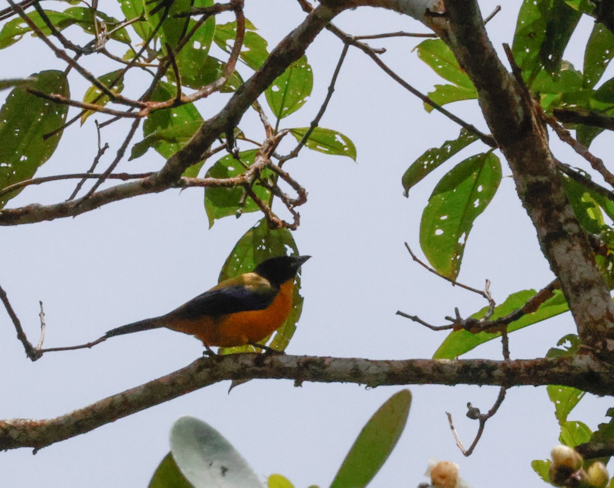 Black-chinned Mountain Tanager - ML642083570