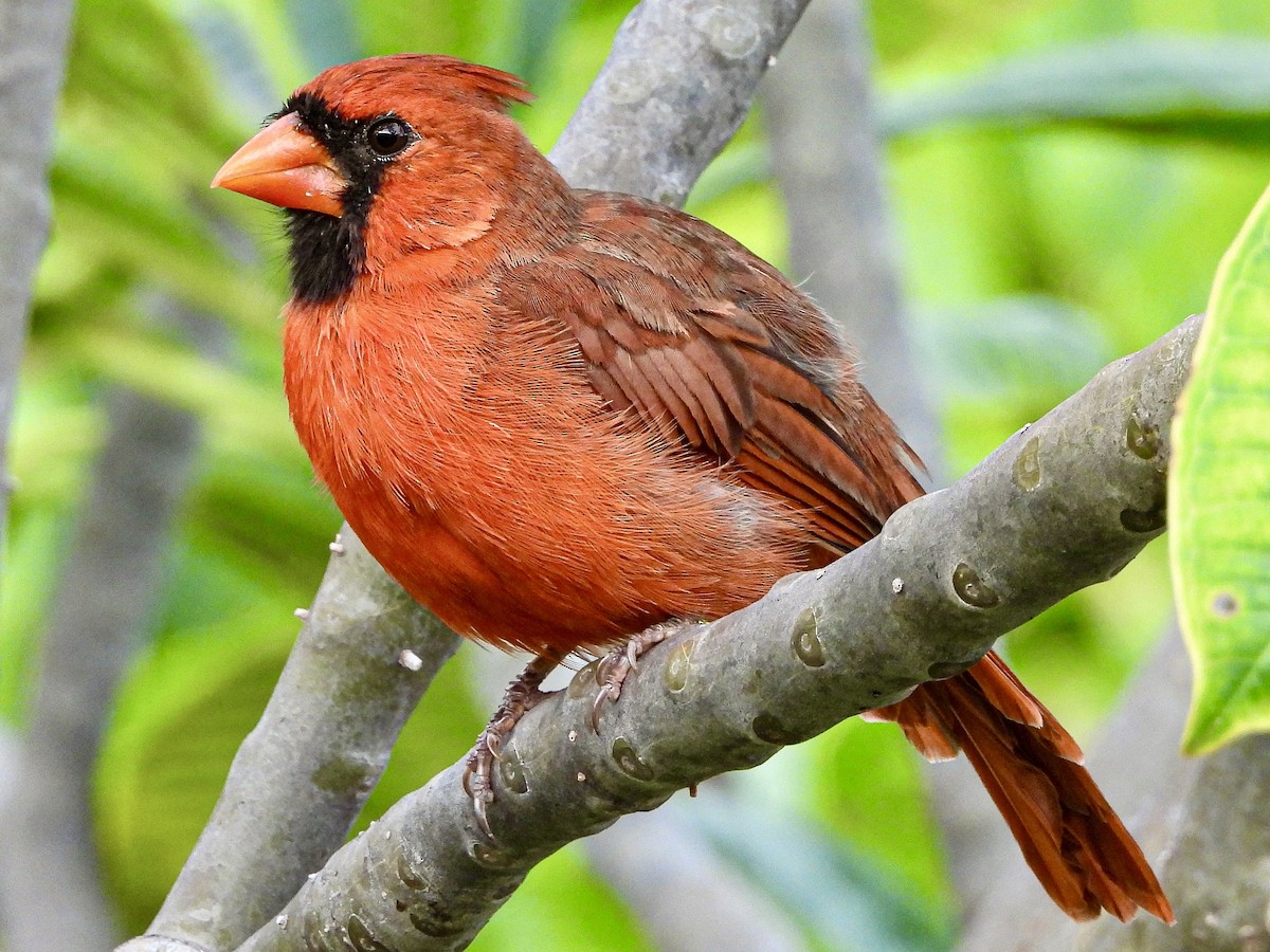 Northern Cardinal - ML642083574