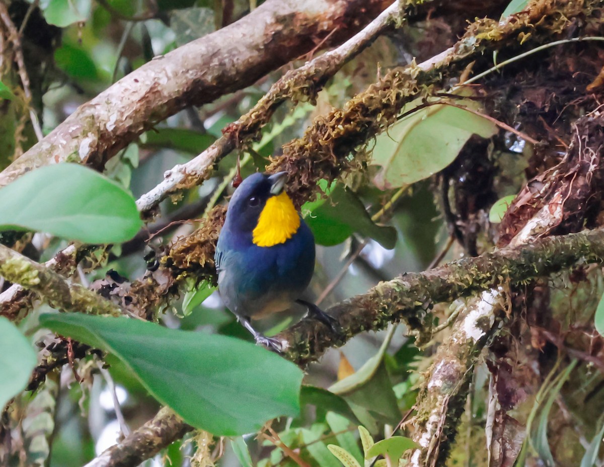 Tangara Capiazul - ML642083580