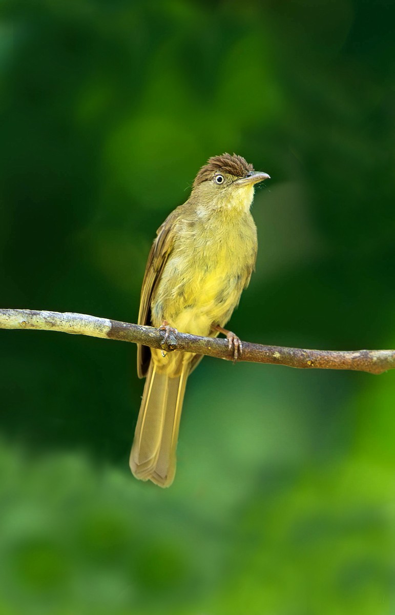 Charlotte's Bulbul - ML642083581