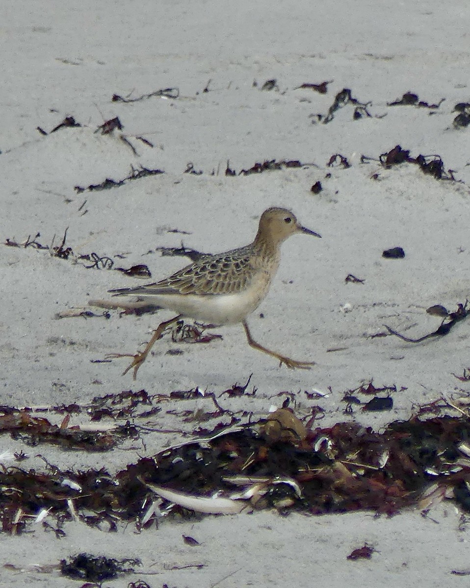 Buff-breasted Sandpiper - ML642083590